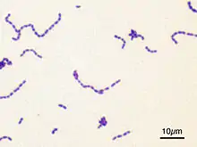 Streptococcus mutans