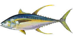 Thunnus albacares, hegats horia