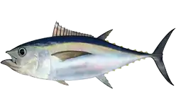 Thunnus  obesus, atun moja, begihandia