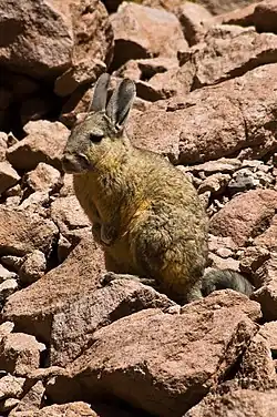 Vizcacha Atacaman