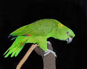 Amazona auropalliata