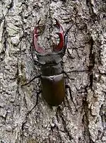 Lucanus cervus ♂