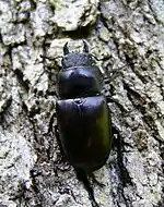 Lucanus cervus ♀