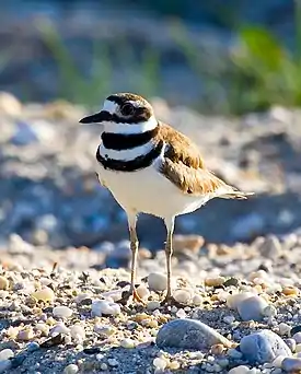 Amerikantylli (Charadrius vociferus)