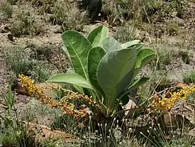 Nukkamuriki (Byrsonima verbascifolia)