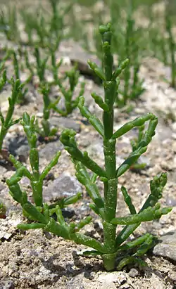 Punasuolayrtti Salicornia europaea