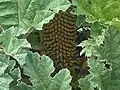 Värigunneran (Gunnera tinctoria) kukinto.