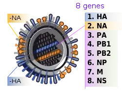 Influenssa A -viruksen geenit