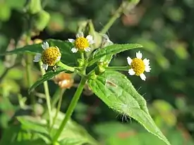 Tarhasaurikki (Galinsoga parviflora)