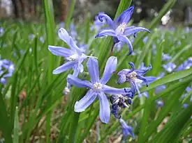 Isokevättähti (Scilla luciliae)