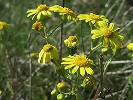 Kevätvillakko (Senecio vernalis)