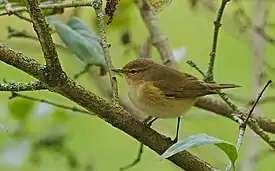 Tiltaltti (Phylloscopus collybita)