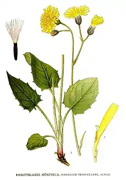 Kolmiosalokeltano eli kolmiokeltano (Hieracium triangulare)