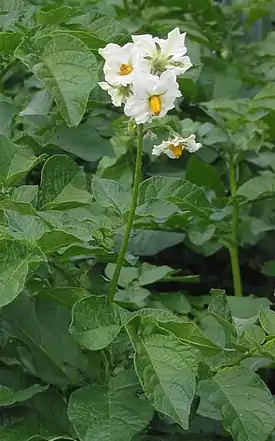 Peruna (Solanum tuberosum)