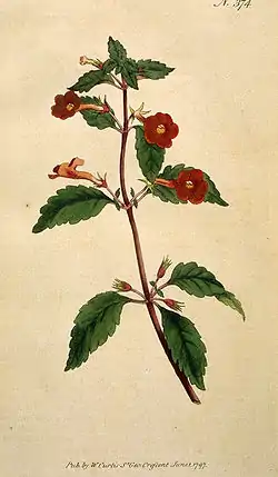 Punahilkka (Achimenes erecta)