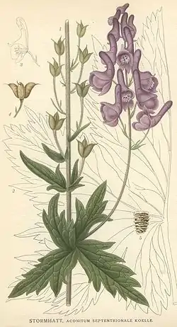 Lehtoukonhattu kuvattuna C. A. M. Lindmanin teoksessa Bilder ur Nordens Flora (1917–1926).