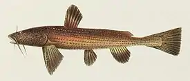 Thaimaanbalalaikkamonni (Acrochordonichthys rugosus)