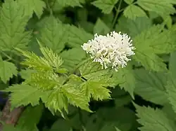 Mustakonnanmarja (Actaea spicata)