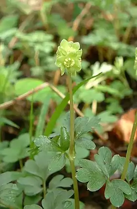 Tesmayrtti (Adoxa moschatellina)