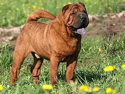 Shar pei (Kiina)