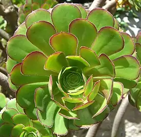 Loistomehipuu (Aeonium arboreum)