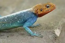 Kyläagama (Agama agama)