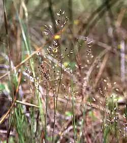 Sirolauhio (Aira caryophyllea)