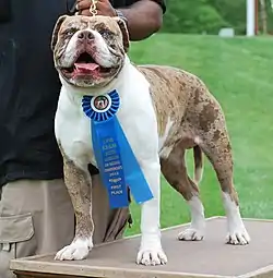 Alapaha blue blood bulldog