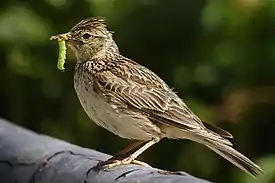 Kiuru (Alauda arvensis)