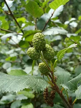 Euroopanpensasleppä Alnus alnobetula subsp. alnobetula.