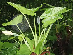 Jättialokasia (Alocasia macrorrhizos)