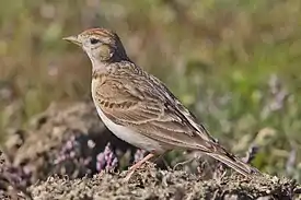 Lyhytvarvaskiuru (Calandrella brachydactyla)