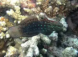 Puoliraitatokko (Amblygobius semicinctus)