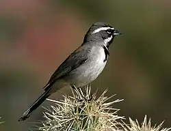 Aavikkosirkku (Amphispiza bilineata)