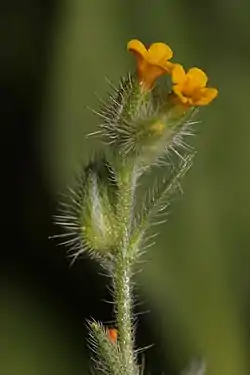 Piennarkeltalemmikki (Amsinckia lycopsoides)