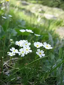 Valkonukki (Androsace lactea)