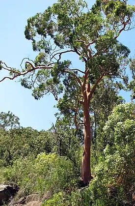 Angophora costata