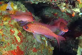 Koruahven (Anthias anthias)