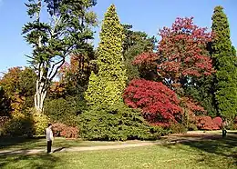 Westonbirtin Arboretum syysväreissä Englannissa.