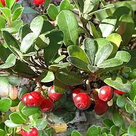 Sianpuolukka (Arctostaphylos uva-ursi)