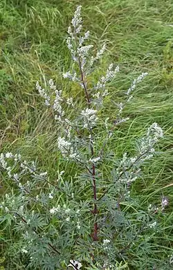 Marunat (Artemisia)