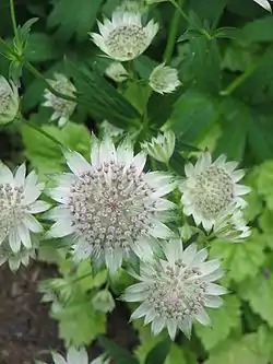 Isotähtiputki (Astrantia major)