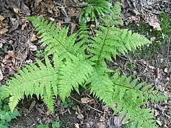 Soreahiirenporras (Athyrium filix-femina)