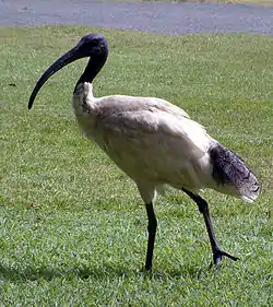 Australianpyhäiibis (Threskiornis molucca)