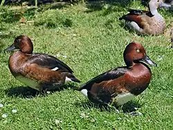 Ruskosotkia (Aythya nyroca)