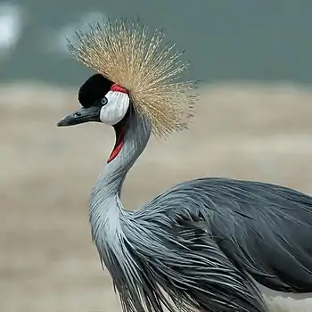 Etelänkruunukurki (Balearica regulorum)