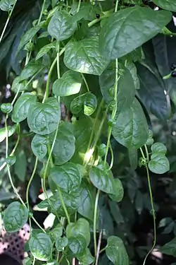 Malabarinpinaattio (Basella alba)