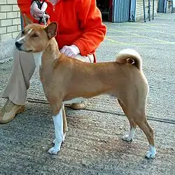 Basenji (Kongo)