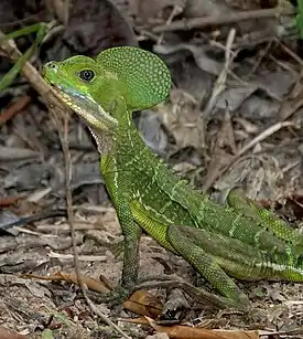 Basiliscus galeritus