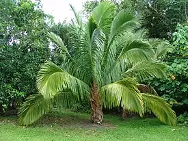 nuori manaranopalmu (Beccariophoenix madagascariensis)